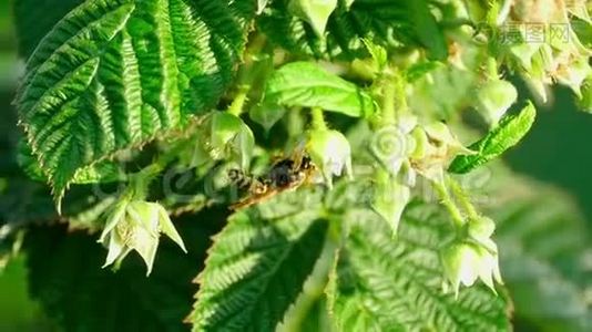 树莓上的黄蜂视频