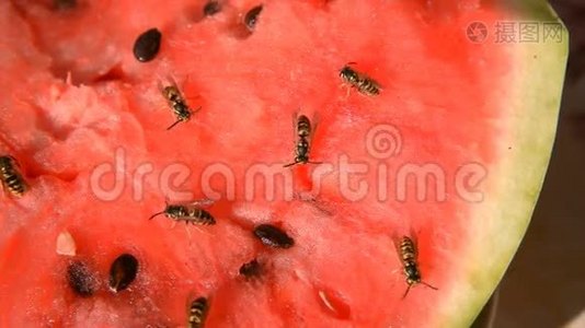 胡蜂吃多汁的红色鲜切西瓜视频