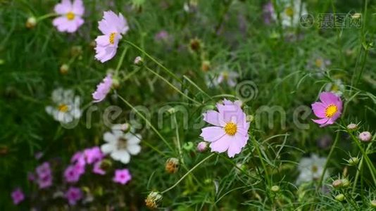 在花园里合上宇宙花视频