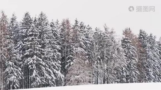 树林里的雪树。 森林里的冬天视频