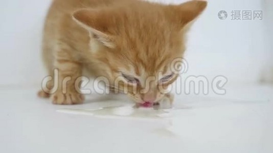 家中饥饿的小猫喝宠物奶视频
