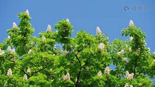 在阳光明媚的日子里，一棵开着花和绿叶的栗树的树冠。视频