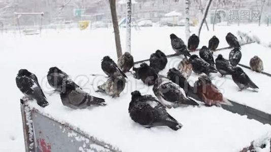 很多冰冻的鸽子坐在一个下雪的垃圾桶里视频