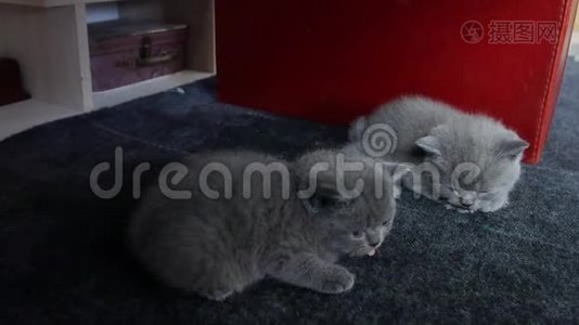 小猫在地毯上的肖像视频