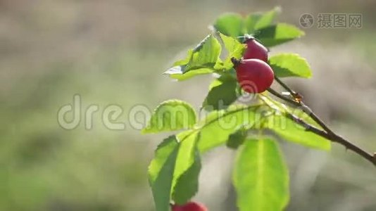 红玫瑰果浆果在树枝上，灌木丛自然视频