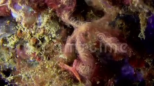 猩猩蟹伦贝海峡印度尼西亚视频