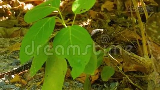 大鳞苋属植物视频