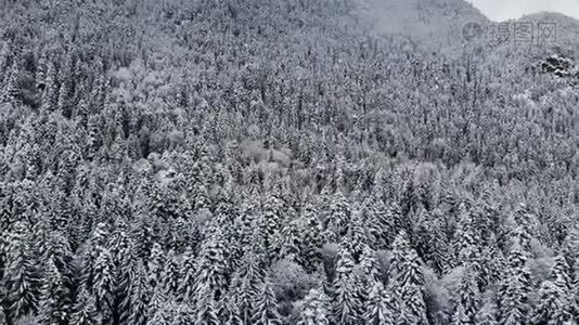 冬季阴天森林的鸟瞰图.. 美丽的冬天自然的云杉和松在雪。 从空中飞过视频