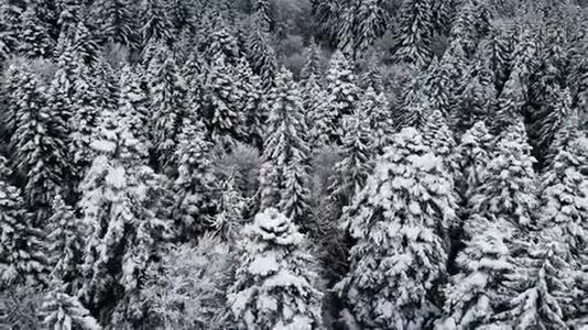 冬季阴天森林的鸟瞰图.. 美丽的冬天自然的云杉和松在雪。 从空中飞过视频