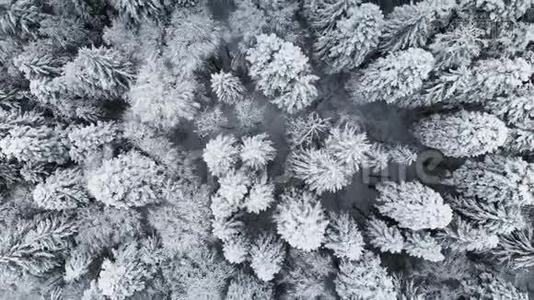 冬季阴天森林的鸟瞰图.. 美丽的冬天自然的云杉和松在雪。 从空中飞过视频