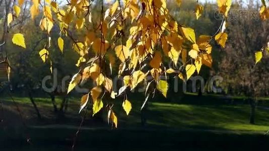 秋天的黄叶视频