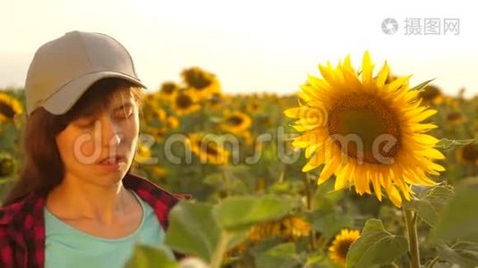 农民妇女在向日葵田用平板电脑检查盛开的向日葵。 女农学家正在研究视频