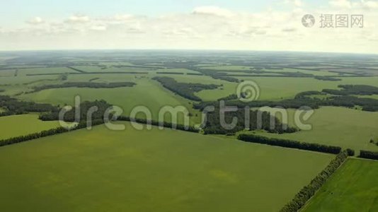 春季麦田成熟的空中拍摄，农业景观。 美丽的景色。视频