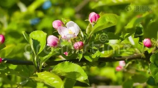 苹果树春天的花在绿枝上视频
