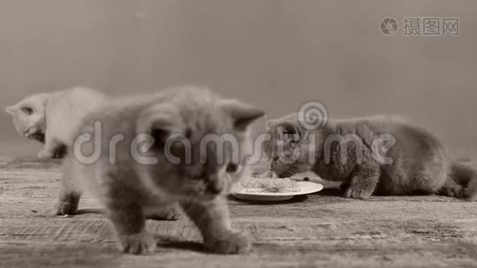 小猫吃盘子里的肉视频