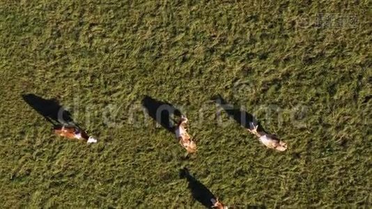 牧群在山地牧场放牧，空中镜头视频