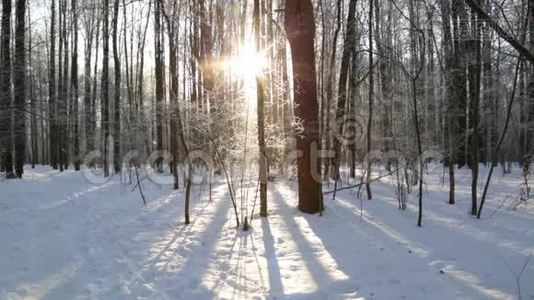 冬林，被太阳照亮.视频