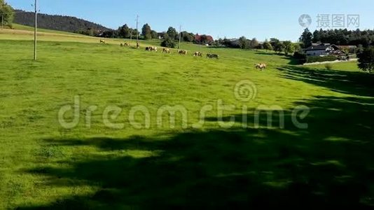 牧群在山地牧场放牧，空中镜头视频