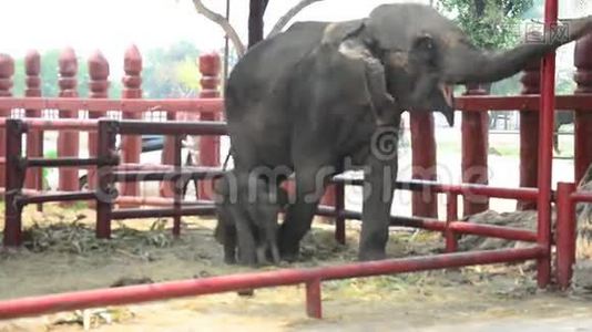 泰国的泰国大象和婴儿象皮视频
