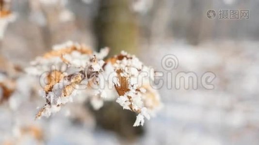 枝和黄叶覆盖霜.. 大自然视频