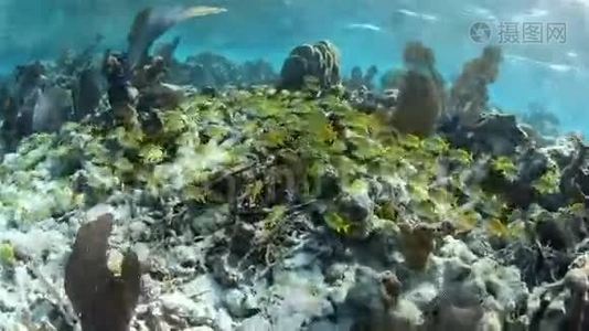 加勒比珊瑚礁Grunts学校视频