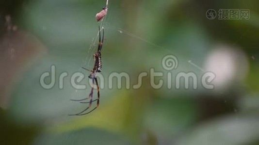 蜘蛛昆虫的宏观视频