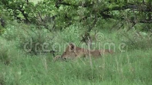 猎捕非洲热带草原肯尼亚野生危险哺乳动物后，狮子吸血视频