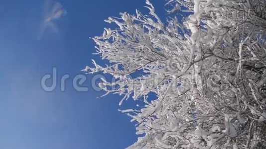 枯冻的榆树在冰枝上，冬天，白天，雪在雪的阳光下，阳光照耀着美丽的风景。 干树视频