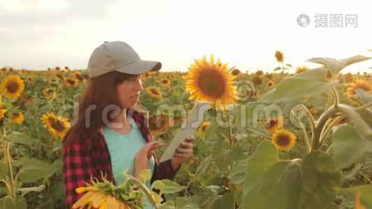 女农艺师正在研究向日葵的开花。 外地女商人计划他们的收入。 农民女孩视频