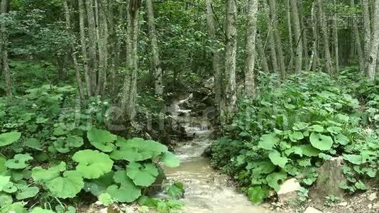 在岩石上流过的森林溪流的淡水视频