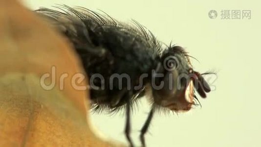 苍蝇家蝇昆虫宏视频