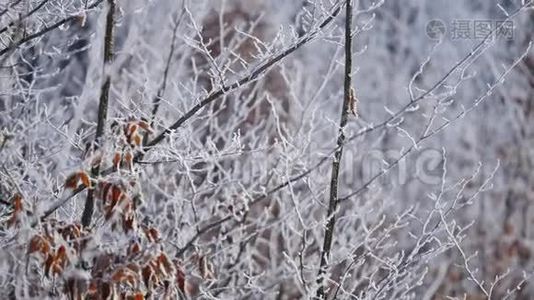 枝和黄叶覆盖霜.. 大自然视频