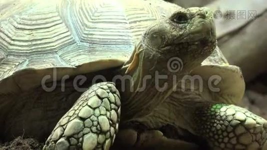 一种海龟爬行动物视频