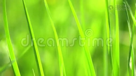 生机勃勃的绿草特写.. 绿草如茵。 绿草和美景的抽象自然背景视频