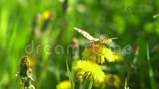 生机勃勃的绿草特写.. 绿草如茵。 绿草和美景的抽象自然背景视频