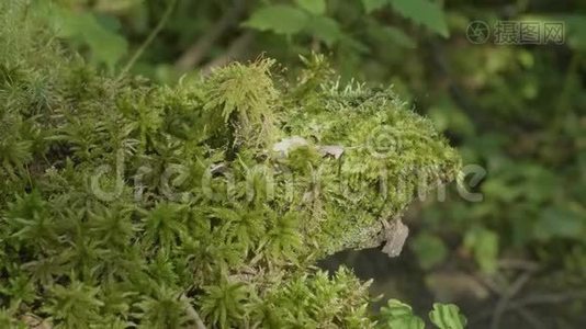 阳光下美丽的绿色苔藓。 苔藓生长在树上，苔藓背景优美.. 苔藓上的叶子，秋天，森林视频