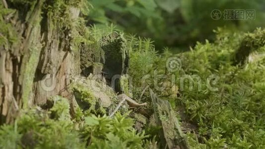 阳光下美丽的绿色苔藓。 苔藓生长在树上，苔藓背景优美.. 苔藓上的叶子，秋天，森林视频