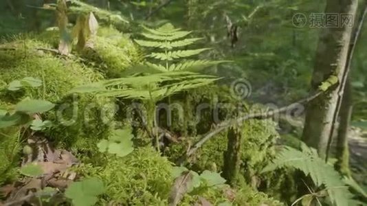 阳光下美丽的绿色苔藓。 苔藓生长在树上，苔藓背景优美.. 苔藓上的叶子，秋天，森林视频