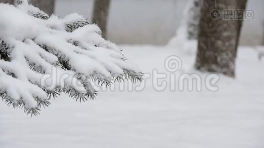 冬天在森林里下雪，柔和的圣诞节早晨下雪视频