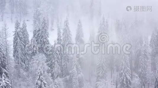 飞越暴风雪的雪山针叶林，多雾不友好的冬季天气。视频