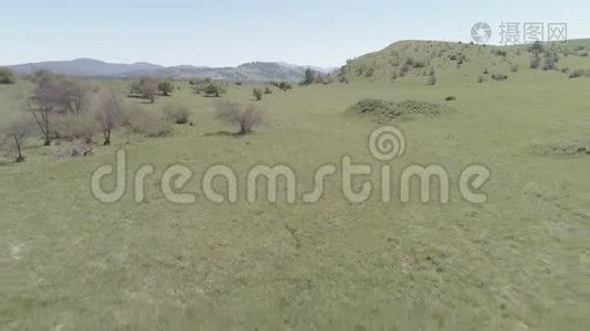 飞越山地草地上的野马群。 夏山野性.. 平的原始颜色。视频