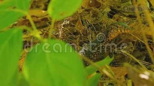 大鳞苋属植物视频