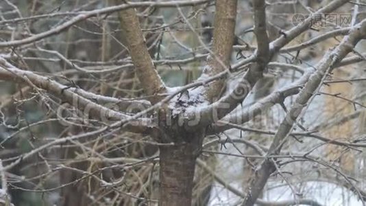 冬天树上的雪视频