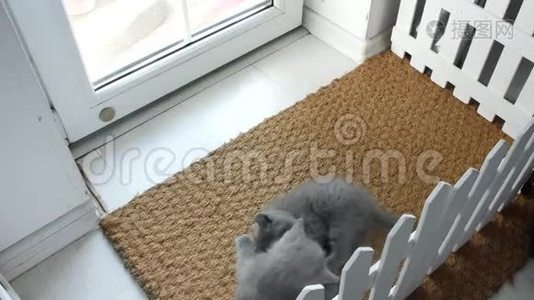 小猫在门垫上玩视频