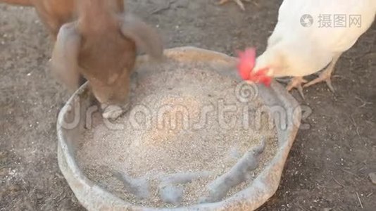 杜洛克种的小红猪吃铝盆子的碎粮和白莱霍恩鸡视频
