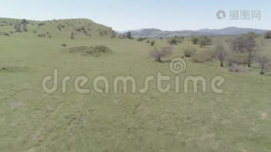 飞越山地草地上的野马群。 夏山野性.. 平的原始颜色。视频