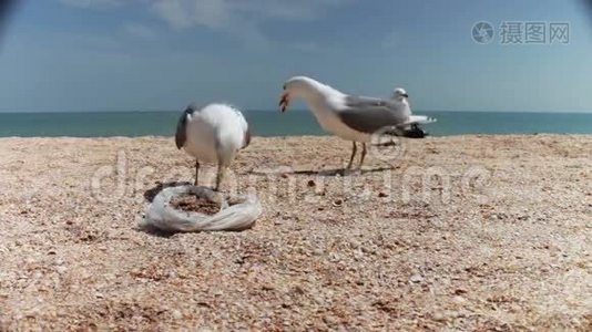 海滩上的海鸥成群结队地寻找食物视频