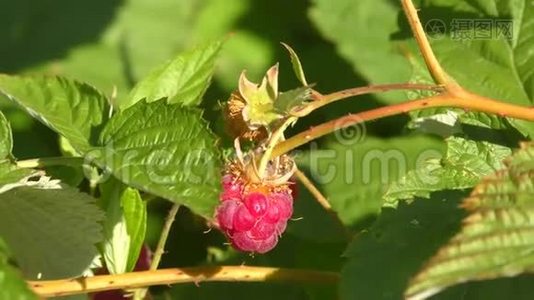 花园里的树莓视频