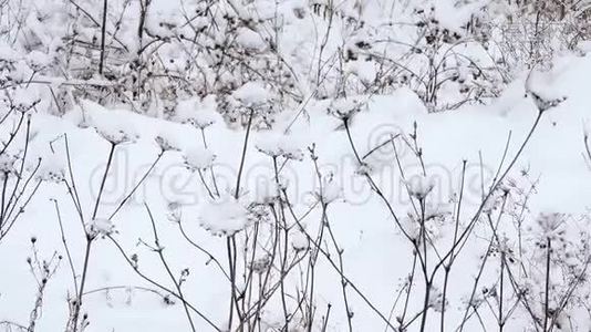 冬天降雪在城市里，柔和的圣诞节早晨降雪视频