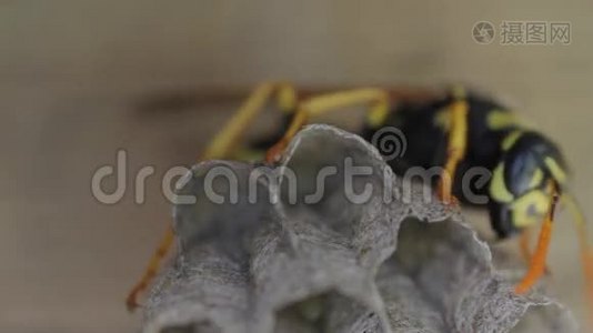 黄夹克黄蜂倾向于巢中产卵视频